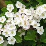 Biancospinto Sentiero Natura Laterlite