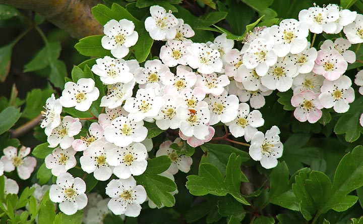 Biancospinto Sentiero Natura Laterlite