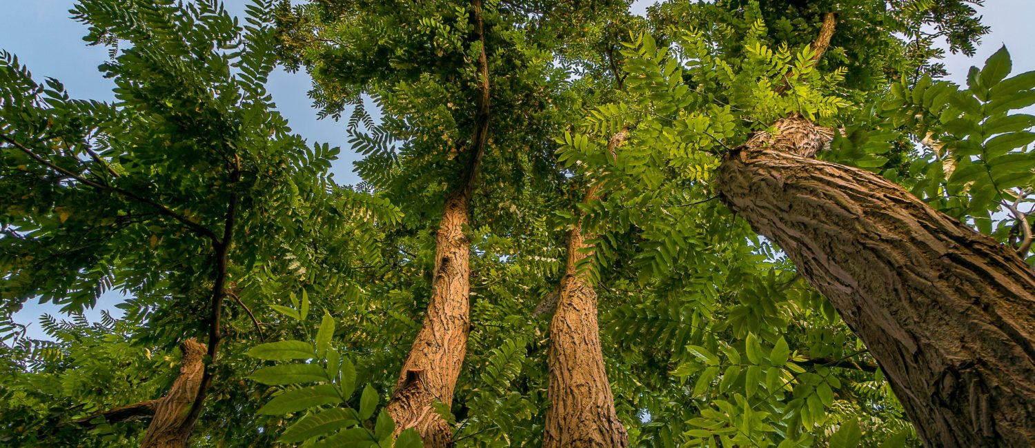 Cerro Sentiero Natura
