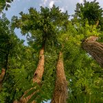Cerro Sentiero Natura