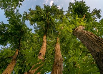 Cerro Sentiero Natura