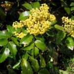 Mahonia_aquifolium particolare del fiore