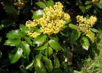 Mahonia_aquifolium particolare del fiore