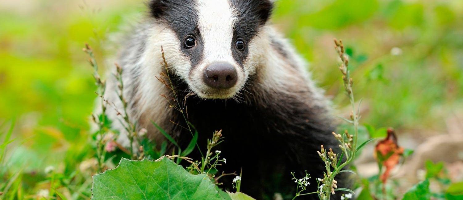 Tana del tasso Sentiero Natura