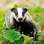 Tana del tasso Sentiero Natura