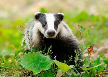 Tana del tasso Sentiero Natura
