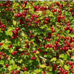 azzerruolo coronilla