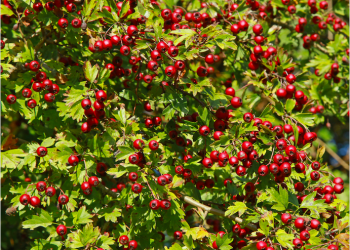 azzerruolo coronilla