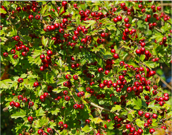 azzerruolo coronilla
