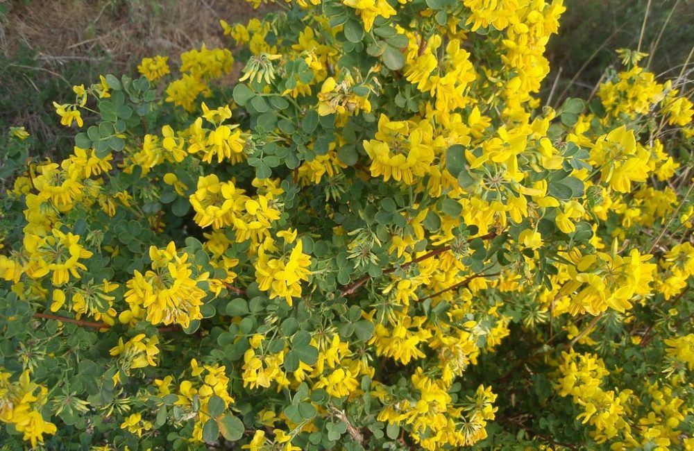 coronilla-emerus-coronilla