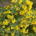 coronilla-emerus-coronilla