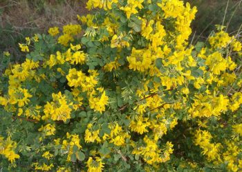 coronilla-emerus-coronilla