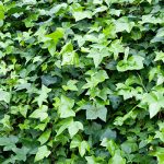 edera-sentiero natura laterlite