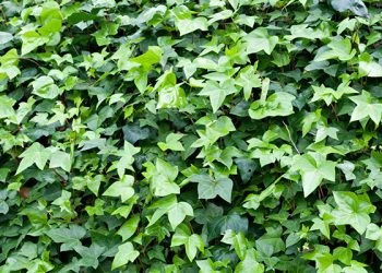 edera-sentiero natura laterlite