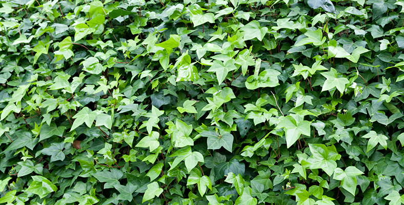 edera-sentiero natura laterlite