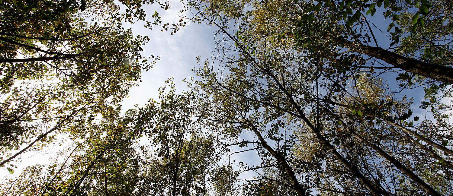 Sentiero Natura Laterlite