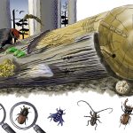 il ruolo vitale del regno morto