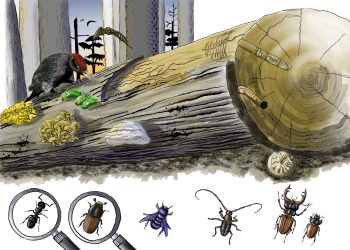 il ruolo vitale del regno morto