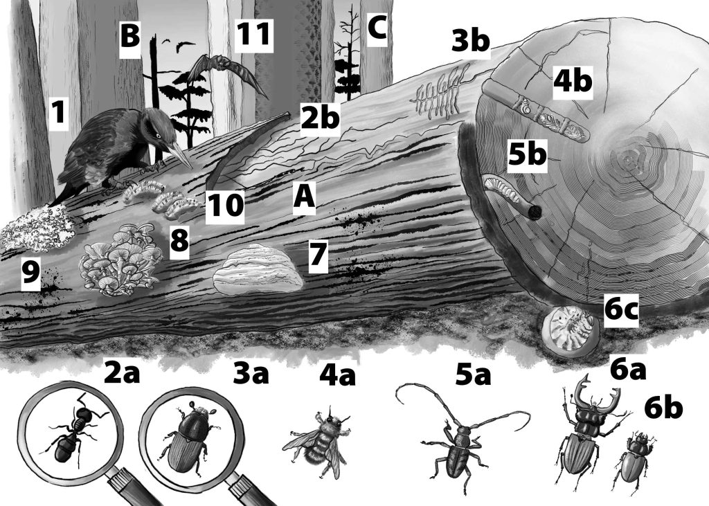 il ruolo vitale del legno morto