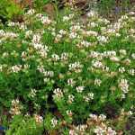 Lotus hirsutum (Trifoglino irsuto)
