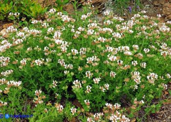 Lotus hirsutum (Trifoglino irsuto)