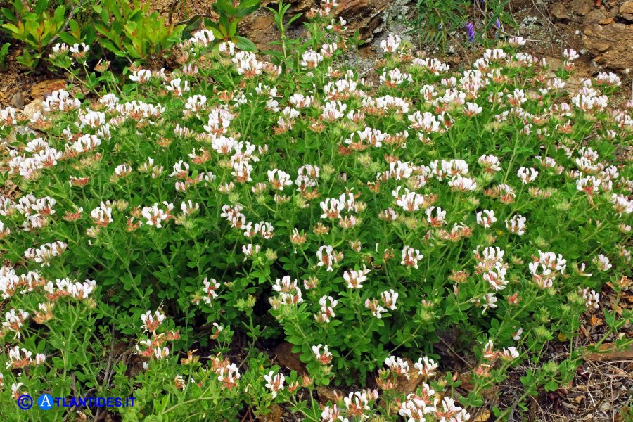 Lotus hirsutum (Trifoglino irsuto)