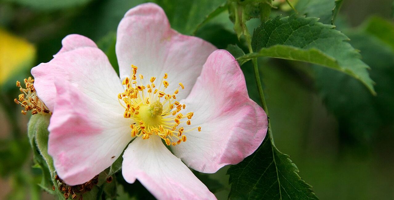 Rosa canina