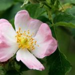 Rosa canina