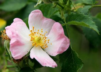 Rosa canina