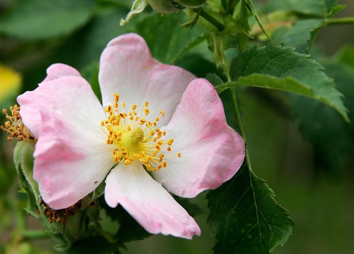 Rosa canina
