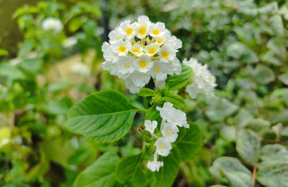 Viburnum lantana (Lantana) Sentiero Natura