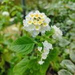 Viburnum lantana (Lantana) Sentiero Natura