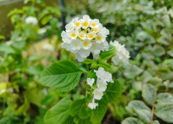 Viburnum lantana (Lantana) Sentiero Natura